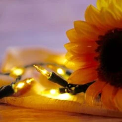 100-bulb Yellow MiniLights, 4" Spacing, Green Wire -Christmas Light Store yellow mini lights sunflower closeup 041918 a188355c 9d6d 4c06 9b3d 1a3ac324ab35